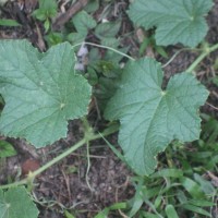 Cucumis melo L.